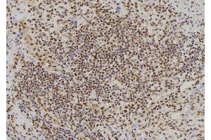 ABIN6268901 at 1/100 staining Human spleen tissue by IHC-P. (c-FOS antibody  (N-Term))