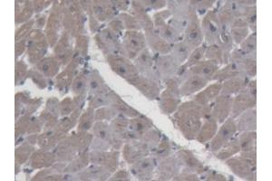 Detection of ABP1 in Porcine Heart Tissue using Polyclonal Antibody to Amiloride Binding Protein 1 (ABP1) (DAO antibody  (AA 210-301))