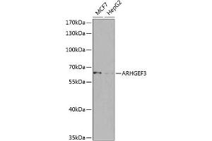 Western blot analysis of extracts of various cell lines, using  antibody (ABIN6131131, ABIN6137094, ABIN6137095 and ABIN6224569) at 1:1000 dilution. (ARHGEF3 antibody  (AA 287-526))