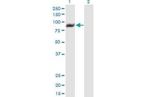 Western Blot analysis of TTC15 expression in transfected 293T cell line by TTC15 MaxPab polyclonal antibody. (TTC15 antibody  (AA 1-735))