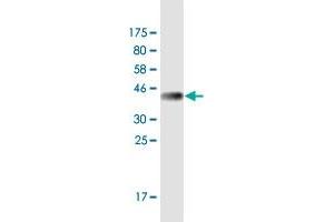 Western Blot detection against Immunogen (37. (RERE antibody  (AA 85-193))