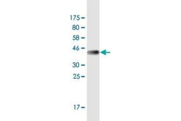 RERE antibody  (AA 85-193)