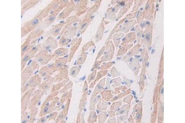 PRO-ANP antibody  (N-Term)