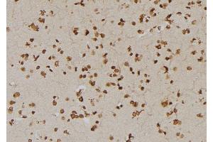 ABIN6273409 at 1/100 staining Human brain tissue by IHC-P. (USP1 antibody  (C-Term))