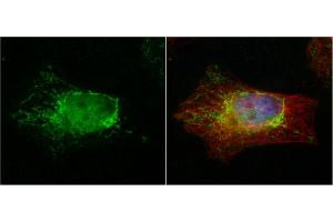 ICC/IF Image PTER antibody detects PTER protein at cytoplasm by immunofluorescent analysis. (PTER antibody)