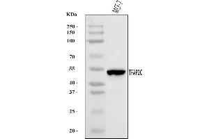 Western blot analysis of AP2 Gamma/TFAP2C using anti-AP2 Gamma/TFAP2C antibody (ABIN7599099).