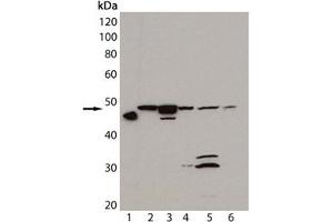 Western blot analysis of HSP47, mAb (M16. (SERPINH1 antibody)