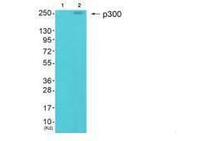 Western blot analysis of extracts from HepG2 cells (Lane 2), using p300 antiobdy. (PTGER3 antibody  (N-Term))