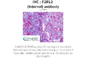 Image no. 1 for anti-Coagulation Factor II (thrombin) Receptor-Like 2 (F2RL2) (Internal Region) antibody (ABIN1734216)