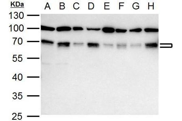 NRF1 antibody