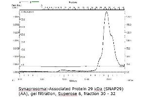 Size-exclusion chromatography-High Pressure Liquid Chromatography (SEC-HPLC) image for Synaptosomal-Associated Protein, 29kDa (SNAP29) (AA 1-258) protein (Strep Tag) (ABIN3111325) (SNAP29 Protein (AA 1-258) (Strep Tag))