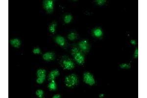 Anti-ANXA3 mouse monoclonal antibody (ABIN2454000) immunofluorescent staining of COS7 cells transiently transfected by pCMV6-ENTRY ANXA3 (RC201540). (Annexin A3 antibody)