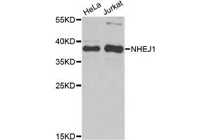Western blot analysis of extracts of various cell lines, using NHEJ1 antibody.