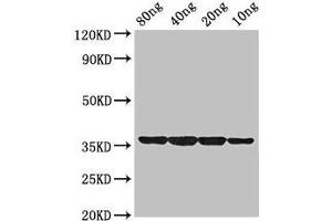 Western Blot Positive WB detected in Recombinant protein All lanes: dps antibody at 2 μg/mL Secondary Goat polyclonal to rabbit IgG at 1/50000 dilution Predicted band size: 36 kDa Observed band size: 36 kDa (PDSS1 antibody  (AA 1-183))