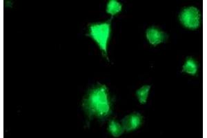 Anti-TMPRSS5 mouse monoclonal antibody (ABIN2454956) immunofluorescent staining of COS7 cells transiently transfected by pCMV6-ENTRY TMPRSS5 (RC223774). (TMPRSS5 antibody)