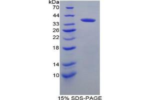 SDS-PAGE analysis of Mouse IRF6 Protein. (IRF6 Protein)