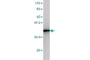 Western Blot detection against Immunogen (35. (CETN2 antibody  (AA 85-172))