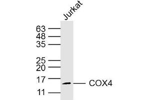 Jurkey cell lysates probed with COX4 (8D8) Monoclonal Antibody, Unconjugated (bsm-33037M) at 1:300 overnight at 4˚C. (COX IV antibody)