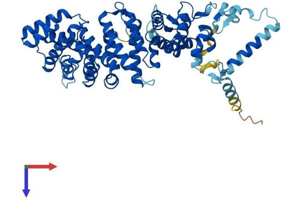 RIC8A Protein (AA 1-530) (His tag)