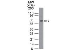 TRF2 Western Blot. (TRF2 antibody)