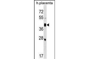 Western blot analysis in human placenta tissue lysates (35ug/lane). (SMOC2 antibody  (C-Term))