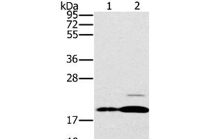 Western Blot analysis of Mouse brain and heart tissue using PTP4A2 Polyclonal Antibody at dilution of 1:200