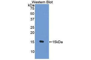 Western Blotting (WB) image for anti-Chemokine (C-C Motif) Ligand 8 (CCL8) (AA 1-99) antibody (ABIN1859788) (CCL8 antibody  (AA 1-99))