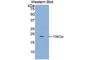 Western Blotting (WB) image for anti-Placenta Growth Factor (PGF) (AA 43-162) antibody (ABIN1860263) (PLGF antibody  (AA 43-162))