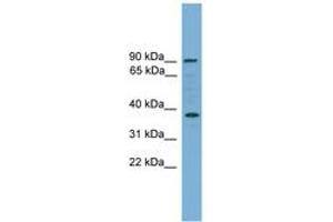 Image no. 1 for anti-Hepatocyte Growth Factor (Hepapoietin A, Scatter Factor) (HGF) (AA 431-480) antibody (ABIN6744770) (HGF antibody  (AA 431-480))