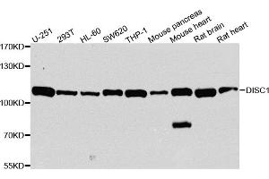 Western blot analysis of extracts of various cell lines, using DISC1 antibody. (DISC1 antibody)