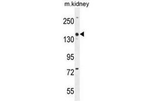 COBL Antibody (N-term) western blot analysis in mouse kidney tissue lysates (35µg/lane). (COBL antibody  (N-Term))