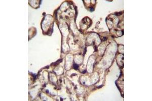 Immunohistochemistry analysis in formalin fixed and paraffin embedded human placenta tissue reacted with MORN3 Antibody (Center) followed by peroxidase conjugation of the secondary antibody and DAB staining. (MORN3 antibody  (Middle Region))