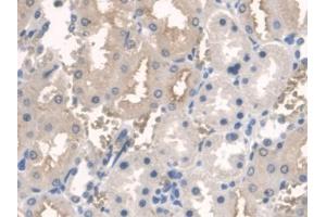 IHC-P analysis of Rat Kidney Tissue, with DAB staining. (ARNTL antibody  (AA 1-169))