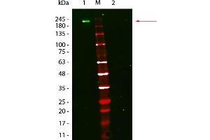 Western Blotting (WB) image for Fluorescent TrueBlot®: Anti-Mouse Ig DyLight™ 800 (ABIN6698837)