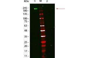 Fluorescent: Anti-Mouse Ig DyLight 800 - Western Blot. (Fluorescent TrueBlot®: Anti-Mouse Ig DyLight™ 800)