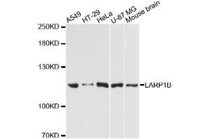 Western blot analysis of extracts of various cell lines, using LARP1B antibody. (LARP1B antibody  (AA 170-320))