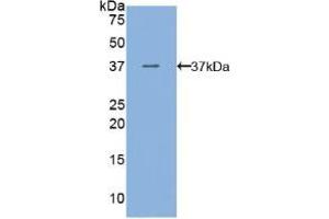 Western blot analysis of recombinant Mouse VEGFR3. (FLT4 antibody  (AA 30-326))