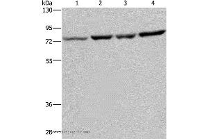 Western blot analysis of A549, PC3, Hela and LoVo cell, using PABPC1 Polyclonal Antibody at dilution of 1:500 (PABP antibody)