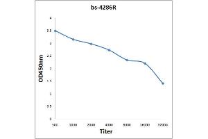 Antigen: 0. (VAV3 antibody  (AA 701-800))