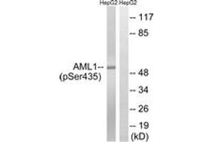 Western blot analysis of extracts from HepG2 cells treated with PMA 125ng/ml 30', using AML1 (Phospho-Ser435) Antibody. (RUNX1 antibody  (pSer435))