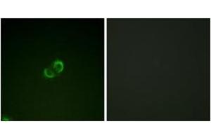 Immunofluorescence analysis of A549 cells, using CD50/ICAM-3 (Ab-518) Antibody. (ICAM-3/CD50 antibody  (AA 484-533))