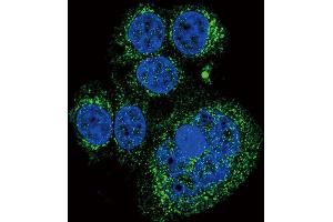 Immunofluorescence (IF) image for anti-HtrA Serine Peptidase 1 (HTRA1) (AA 116-147), (N-Term) antibody (ABIN388127)