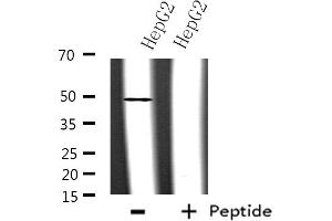 Western blot analysis of extracts from HepG2 cells, using hnRNP F antibody. (HNRNPF antibody  (N-Term))