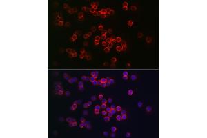 Immunofluorescence (IF) image for anti-CD68 Molecule (CD68) (AA 16-200) antibody (ABIN7266212)