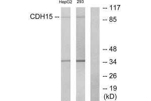 Western Blotting (WB) image for anti-M-Cadherin (CDH15) (N-Term) antibody (ABIN1850216) (CDH15 antibody  (N-Term))