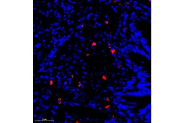 CST9L antibody
