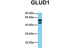 Western Blotting (WB) image for anti-Glutamate Dehydrogenase 1 (GLUD1) (N-Term) antibody (ABIN2782330)