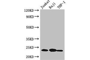 Western Blot Positive WB detected in: Jurkat whole cell lysate, Raji whole cell lysate, THP-1 whole cell lysate All lanes: ARHGDIB antibody at 3 μg/mL Secondary Goat polyclonal to rabbit IgG at 1/50000 dilution Predicted band size: 23 kDa Observed band size: 23 kDa (ARHGDIB antibody  (AA 2-86))
