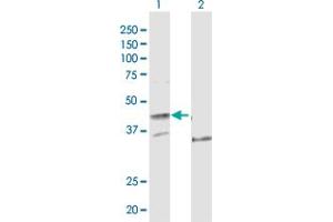 Western Blot analysis of POLE expression in transfected 293T cell line by POLE MaxPab polyclonal antibody.