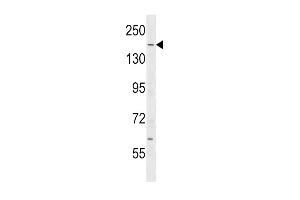 IQG Antibody (C-term) (ABIN1536724 and ABIN2850069) western blot analysis in mouse testis tissue lysates (35 μg/lane). (IQGAP2 antibody  (C-Term))